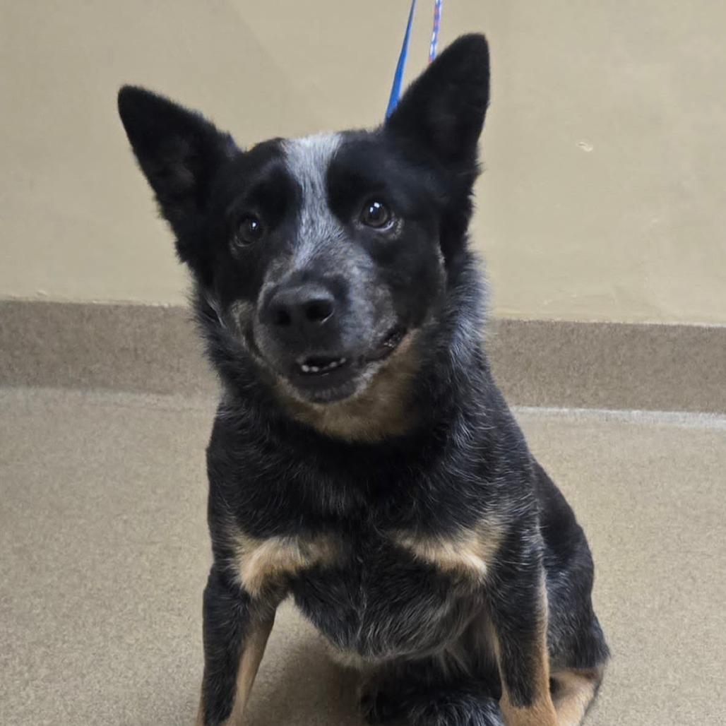 Waylon, Adoptable, Adult Male Australian Cattle Dog / Blue Heeler.