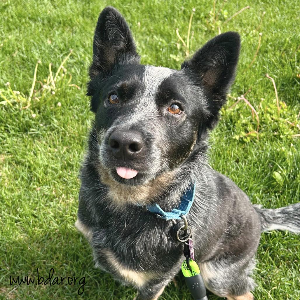 Waylon, a Adoptable Australian Cattle Dog / Blue Heeler in Cheyenne, WY image 2/5