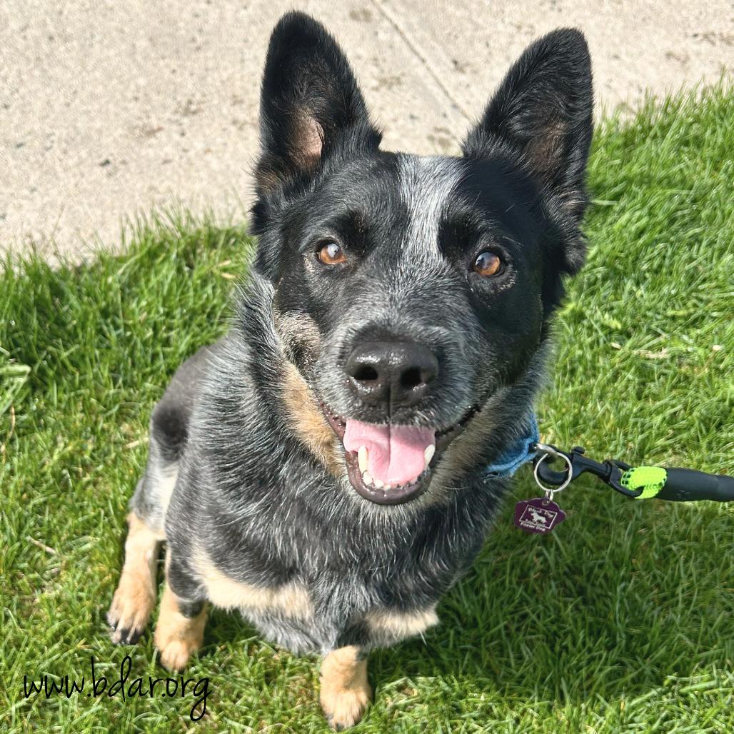 Waylon, a Adoptable Australian Cattle Dog / Blue Heeler in Cheyenne, WY image 3/5