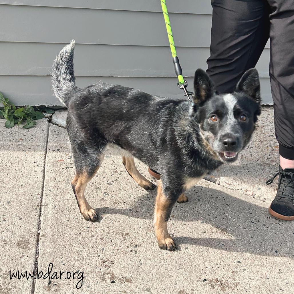 Waylon, a Adoptable Australian Cattle Dog / Blue Heeler in Cheyenne, WY image 4/5