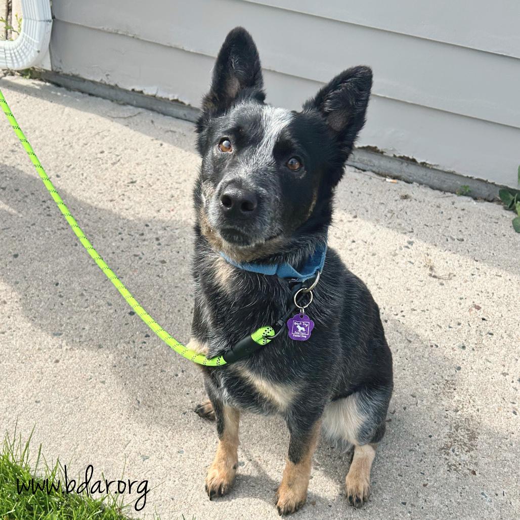 Waylon, a Adoptable Australian Cattle Dog / Blue Heeler in Cheyenne, WY image 5/5