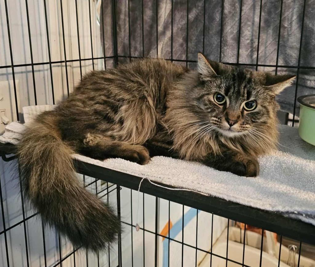 Gracie, Adoptable, Young Female Domestic Medium Hair.