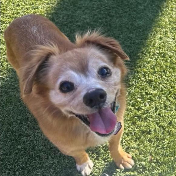 Simon, Adoptable, Senior Male Chihuahua.