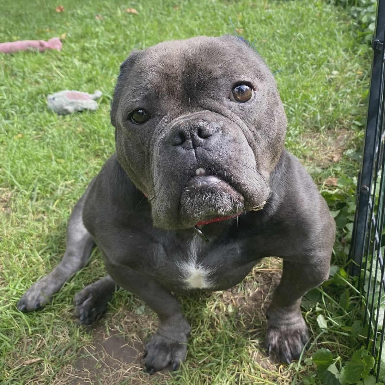 Fiona, a Adoptable American Bully in Blaine, MN image 2/5