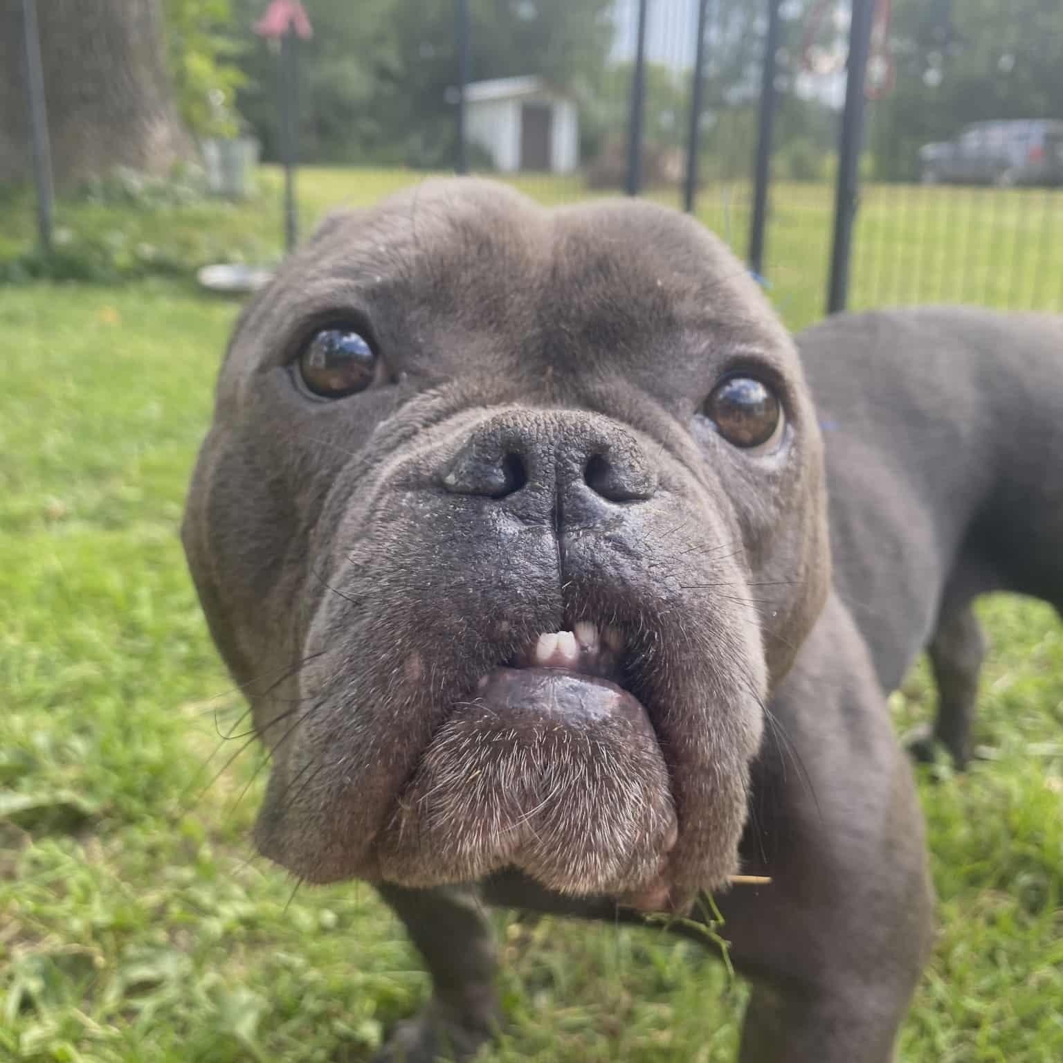 Fiona, a Adoptable American Bully in Blaine, MN image 4/5