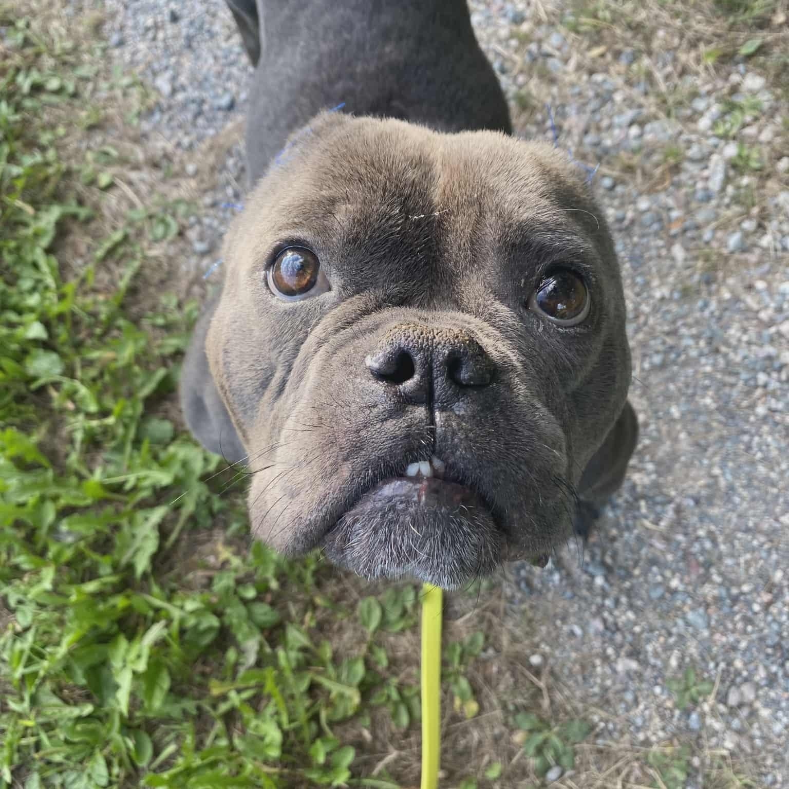 Fiona, a Adoptable American Bully in Blaine, MN image 5/5