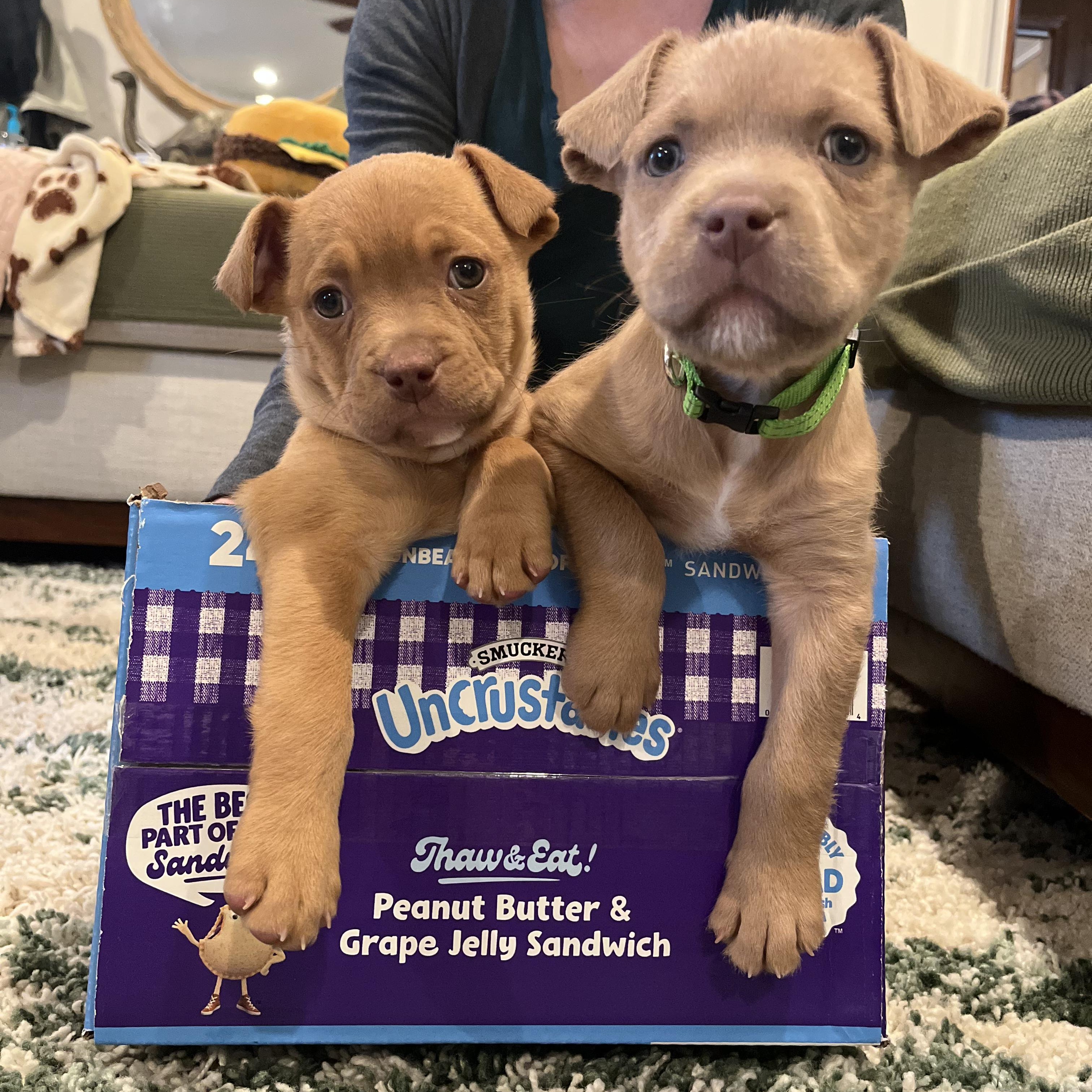 Enlarge David, a ADOPTABLE Mixed Breed in Richmond, VA image 3/5