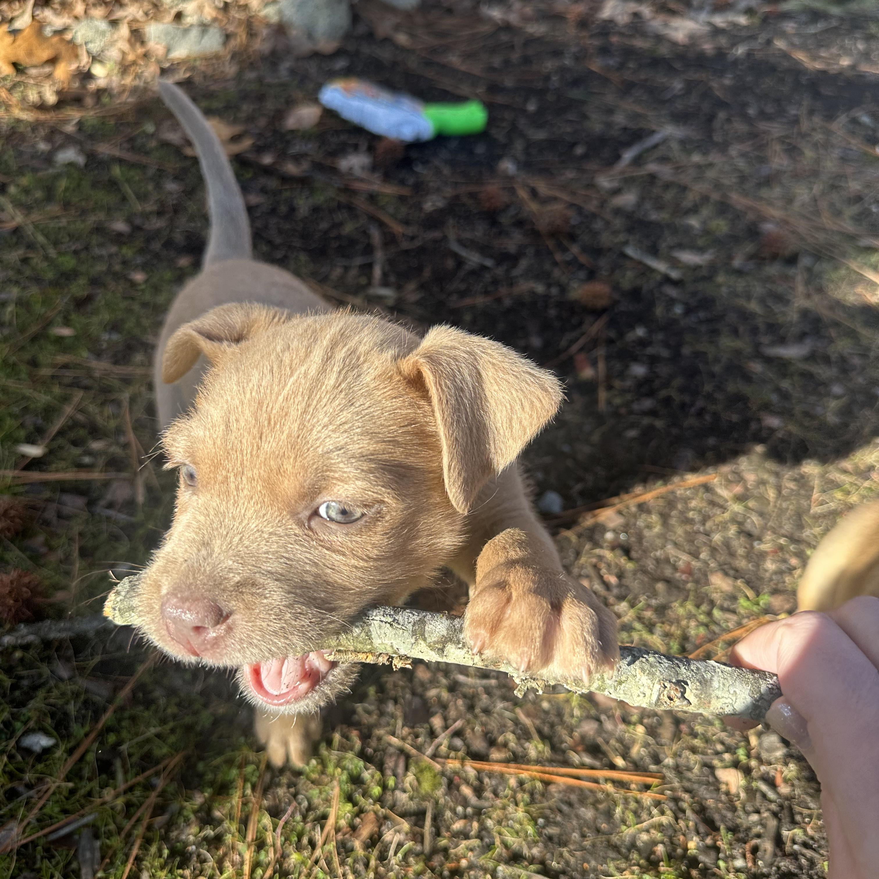 Enlarge David, a ADOPTABLE Mixed Breed in Richmond, VA image 4/5
