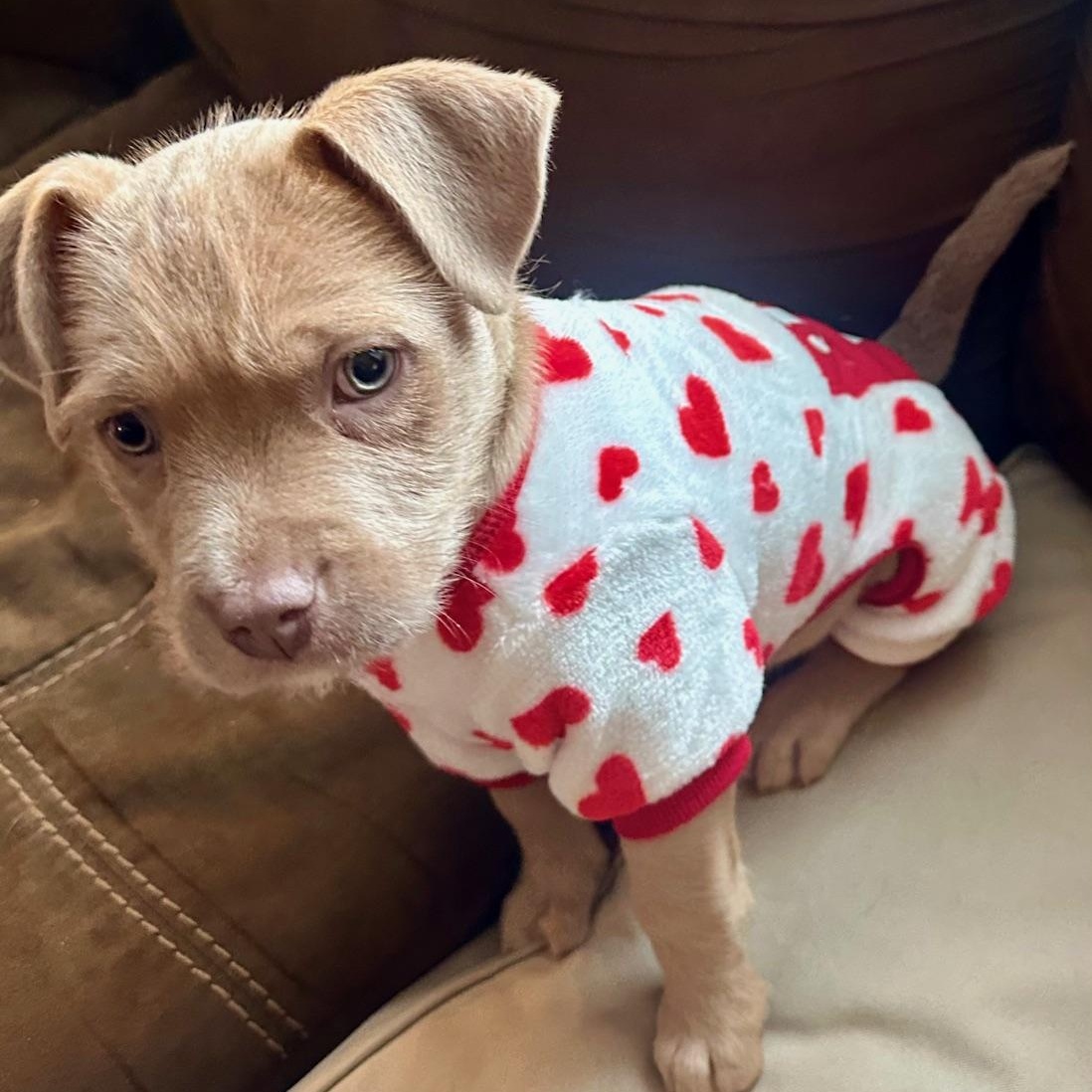 David, ADOPTABLE, Puppy Male Mixed Breed.