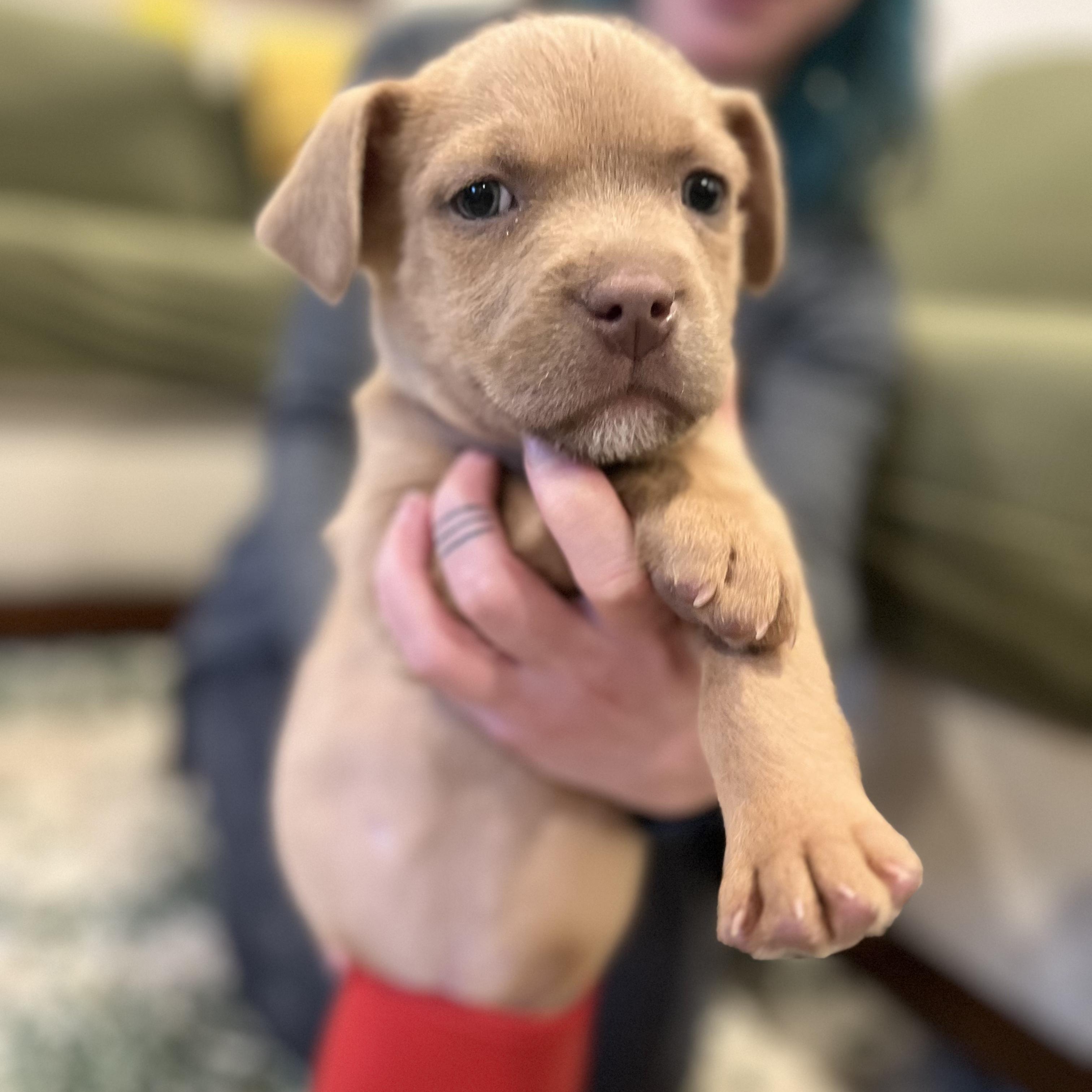 Enlarge David, a ADOPTABLE Mixed Breed in Richmond, VA image 2/5