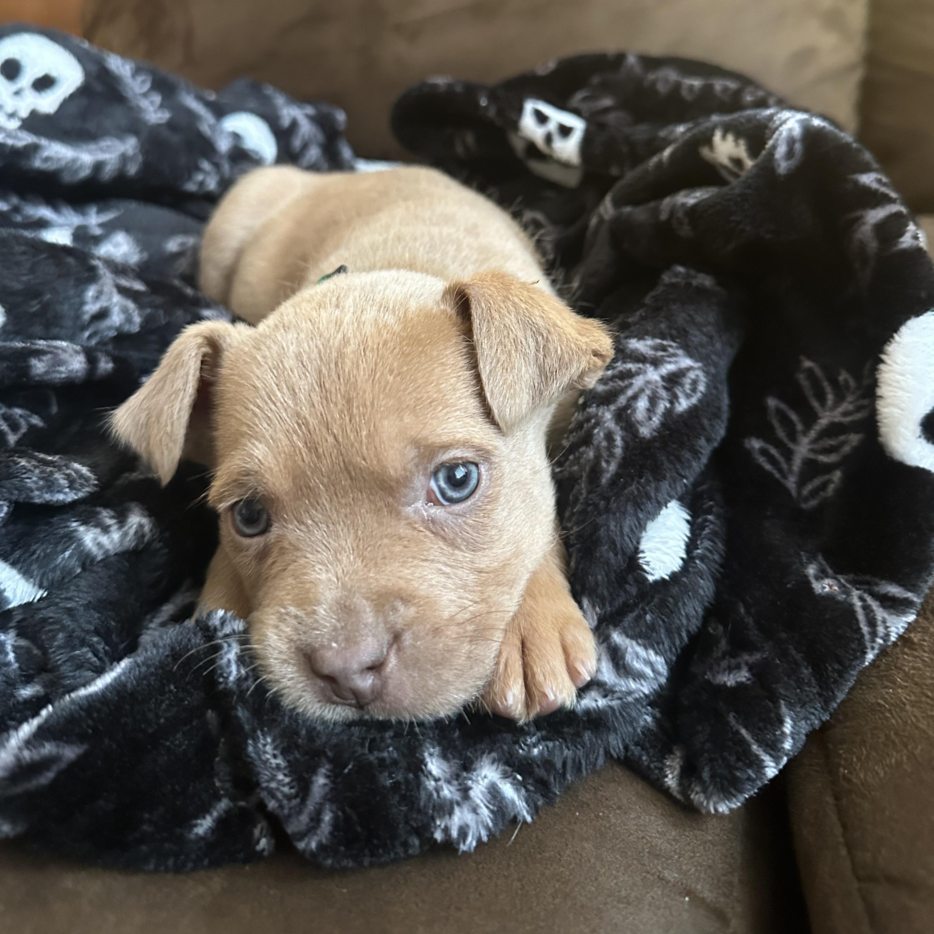 Enlarge David, a ADOPTABLE Mixed Breed in Richmond, VA image 1/5