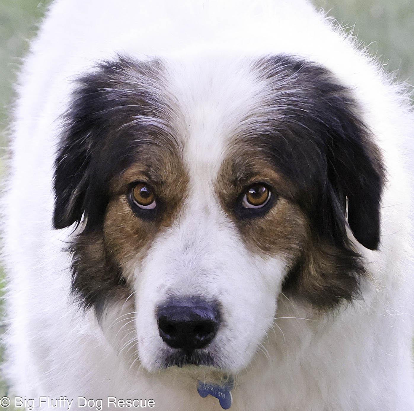 Zoe, a Adoptable mixed breed in Brentwood, MO image 1/3