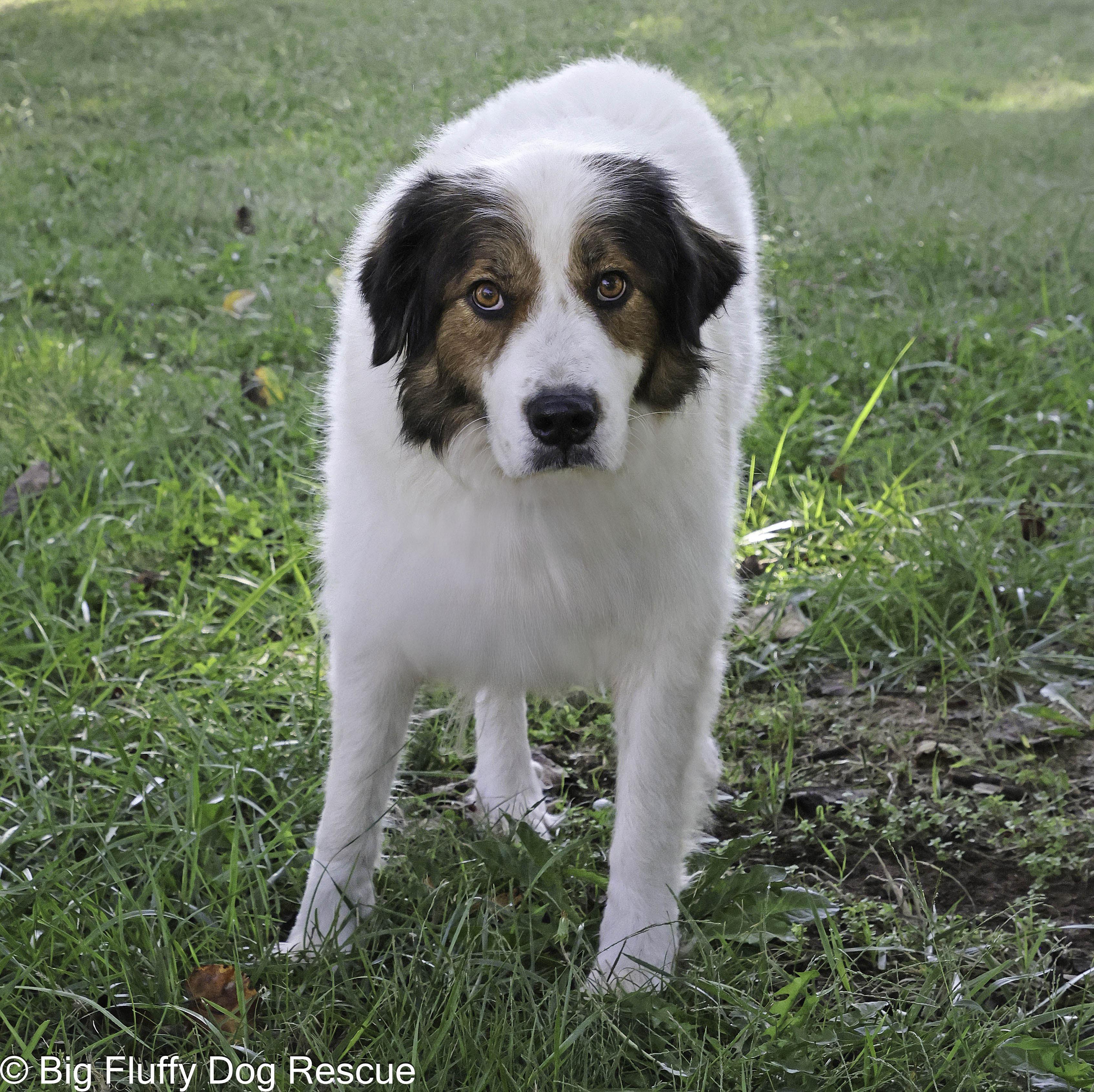 Zoe, a Adoptable mixed breed in Brentwood, MO image 2/3