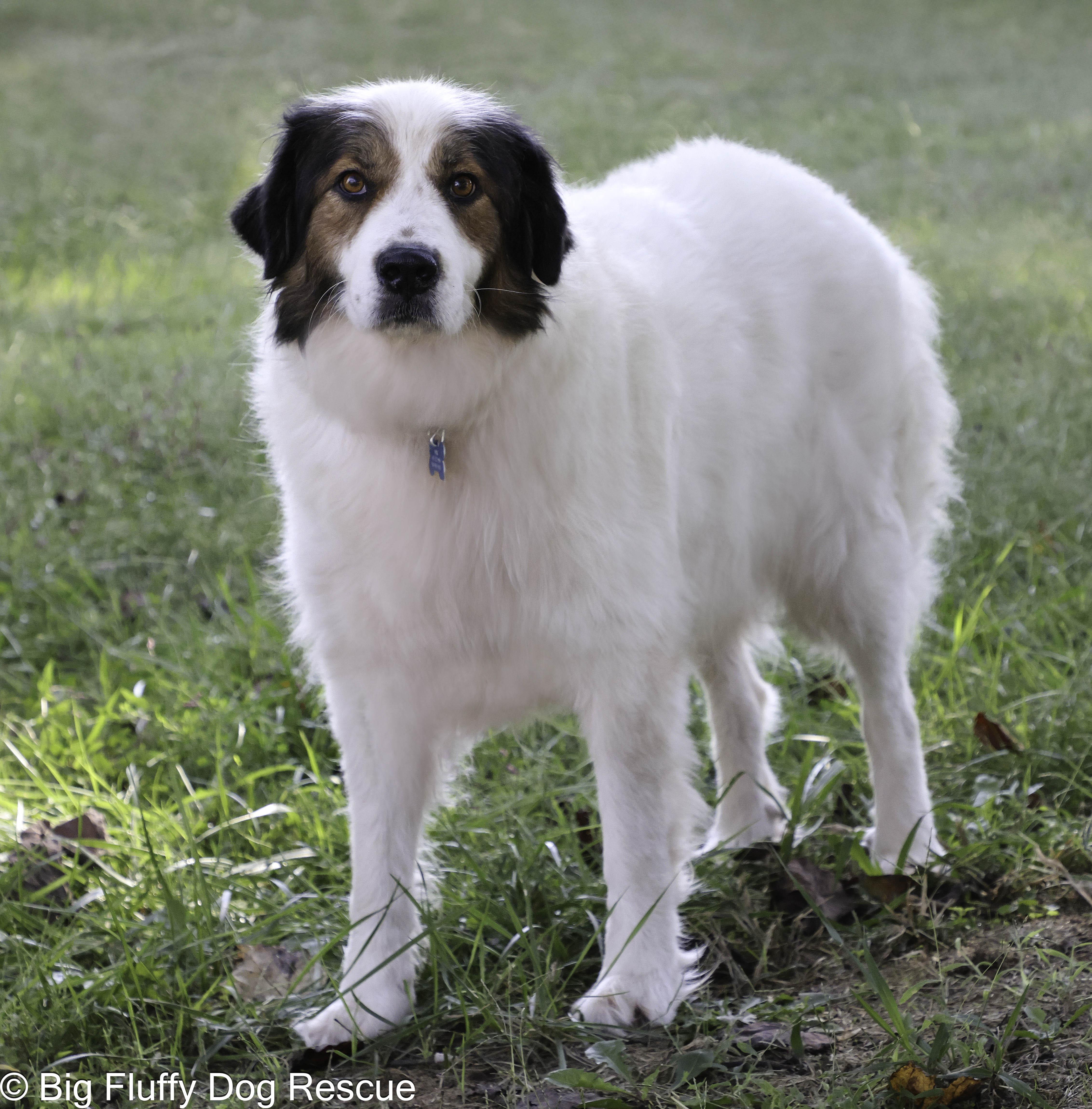 Zoe, a Adoptable mixed breed in Brentwood, MO image 3/3