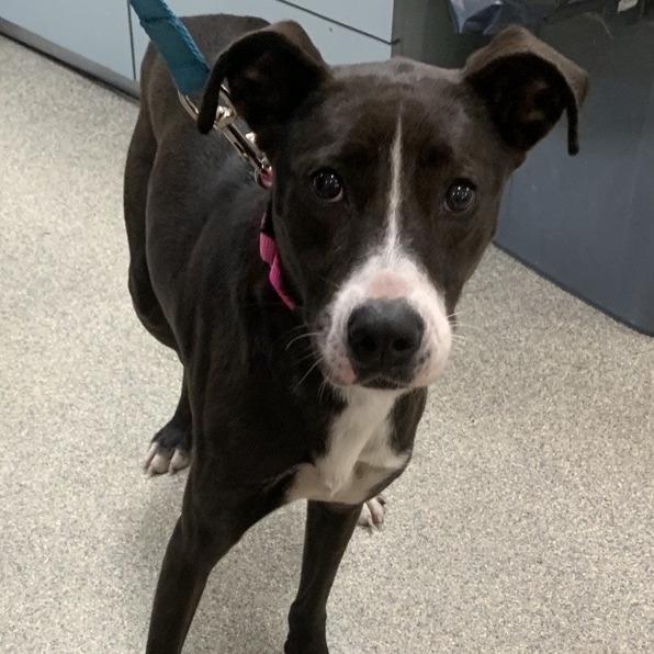 Enlarge Shyla, a Adoptable Mixed Breed in Jacksonville, FL image 1/1