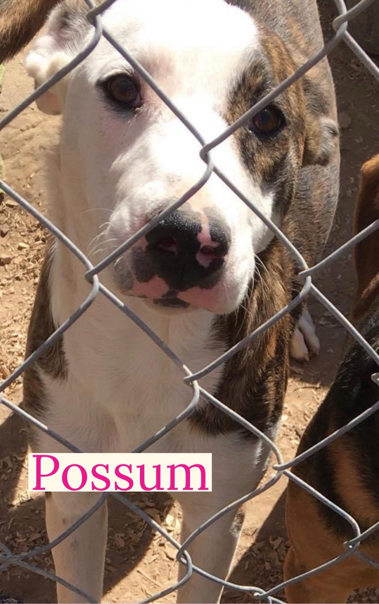 Opposm, Adoptable, Adult Female Mixed Breed.