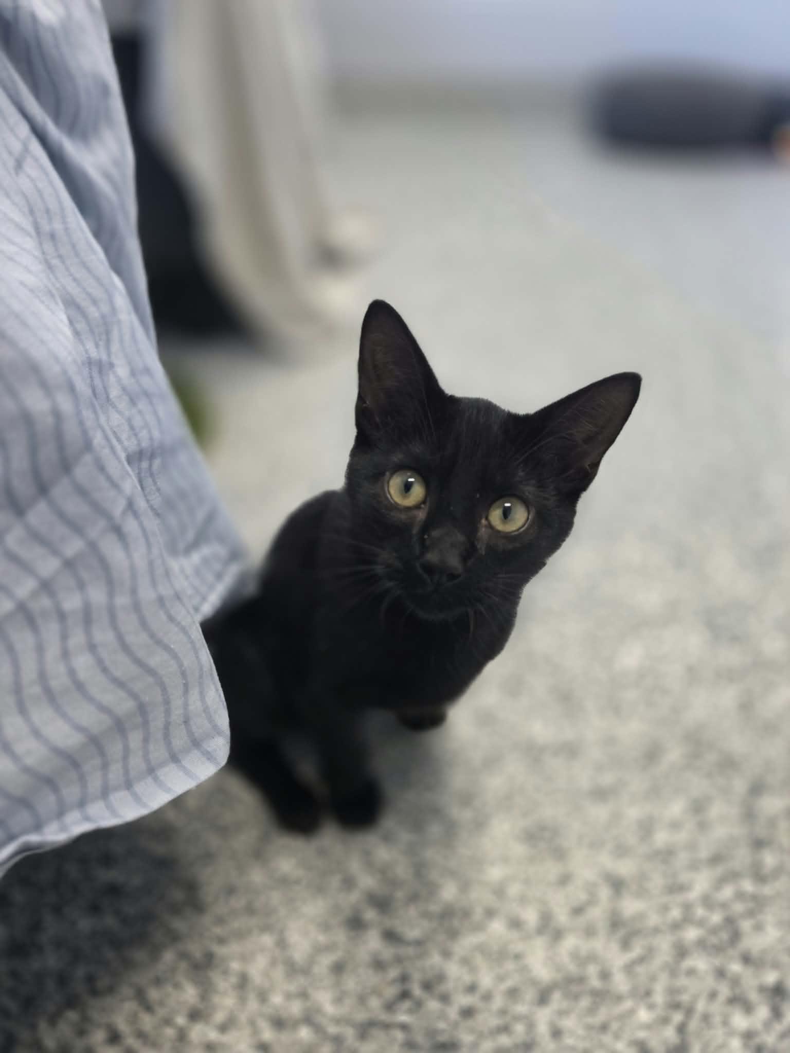 Skeeter, Adoptable, Young Male Domestic Short Hair.