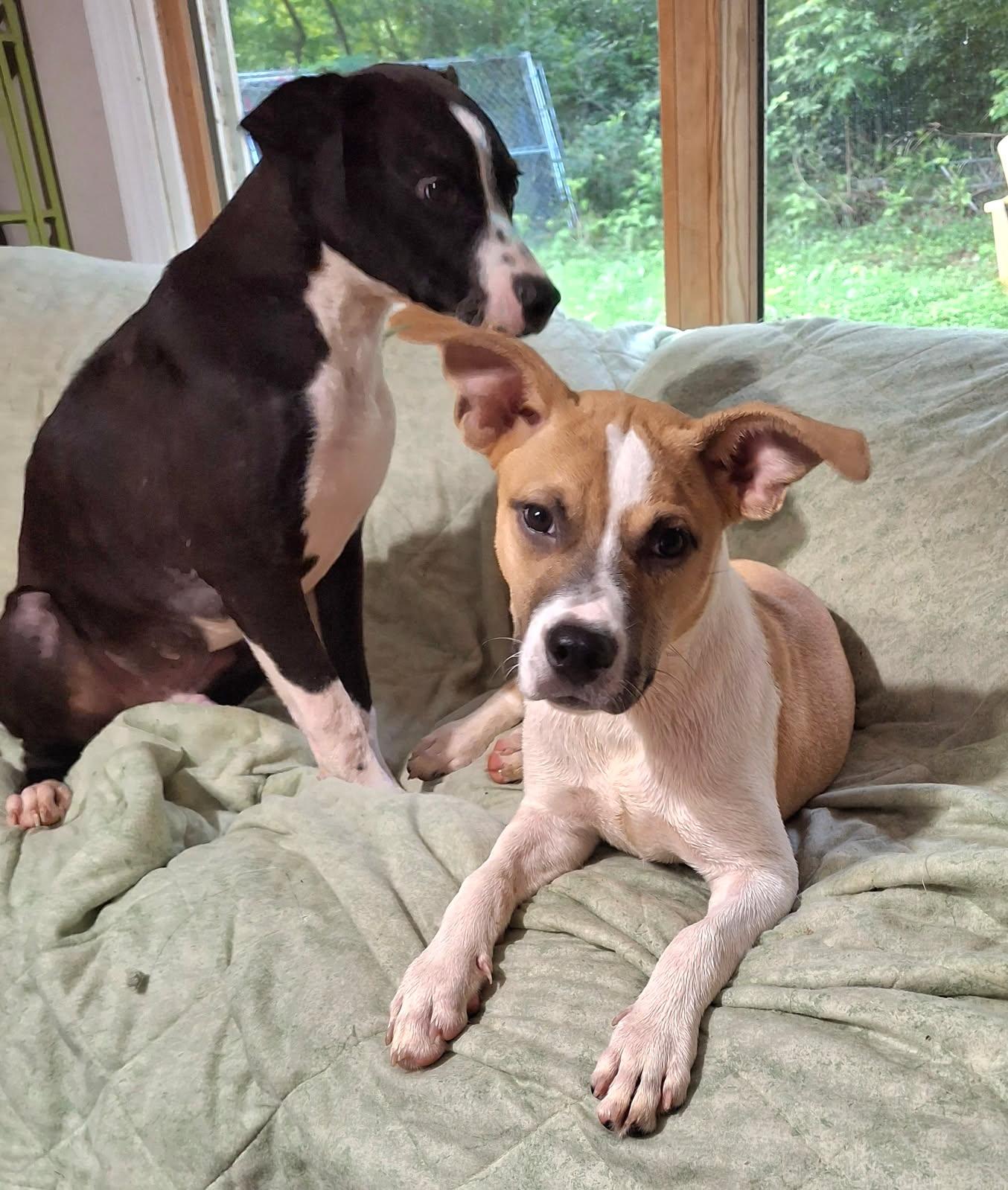 Enlarge Hercules, a Adopted mixed breed in Locust Grove, VA image 2/4