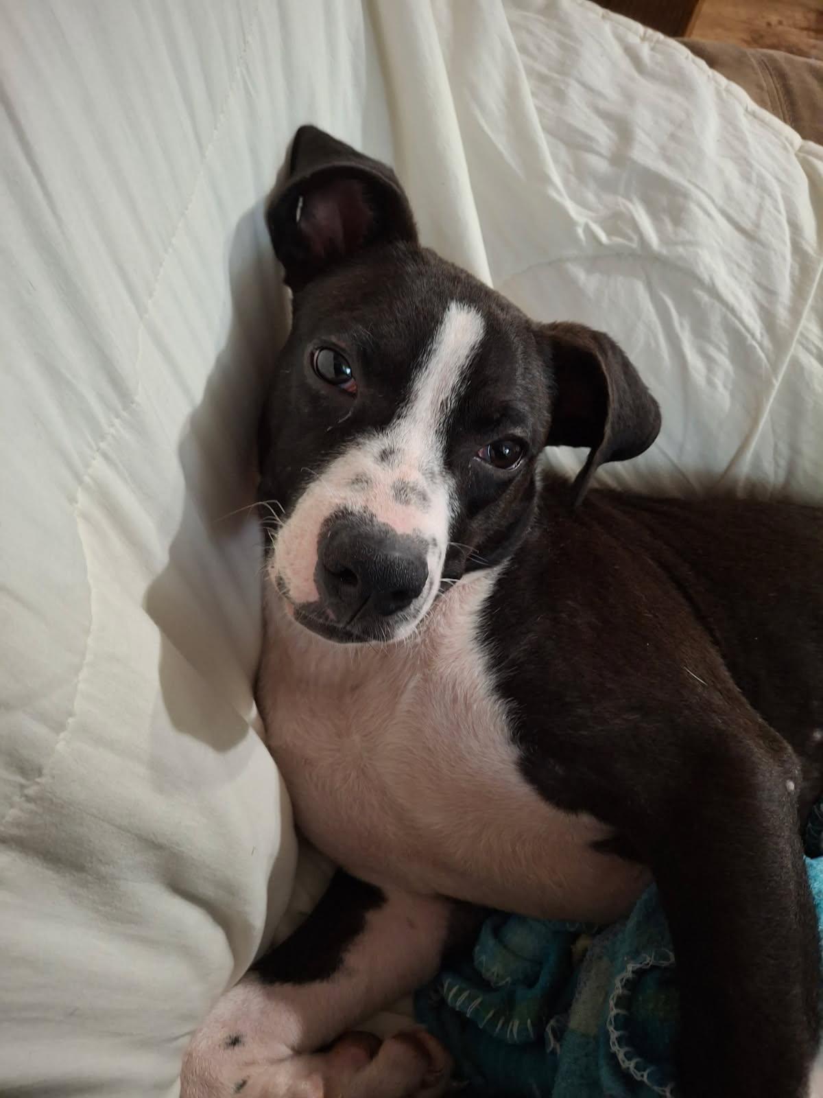 Enlarge Hercules, a Adopted mixed breed in Locust Grove, VA image 1/4