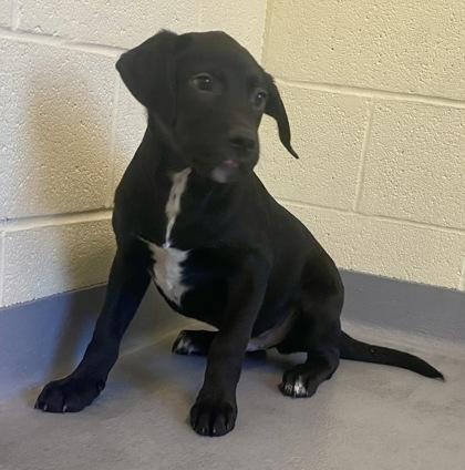 Devin, a ADOPTABLE Black Labrador Retriever in Glasgow, KY image 2/3