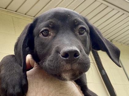 Devin, a ADOPTABLE Black Labrador Retriever in Glasgow, KY image 3/3