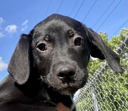 Devin, a ADOPTABLE Black Labrador Retriever in Glasgow, KY image 1/3