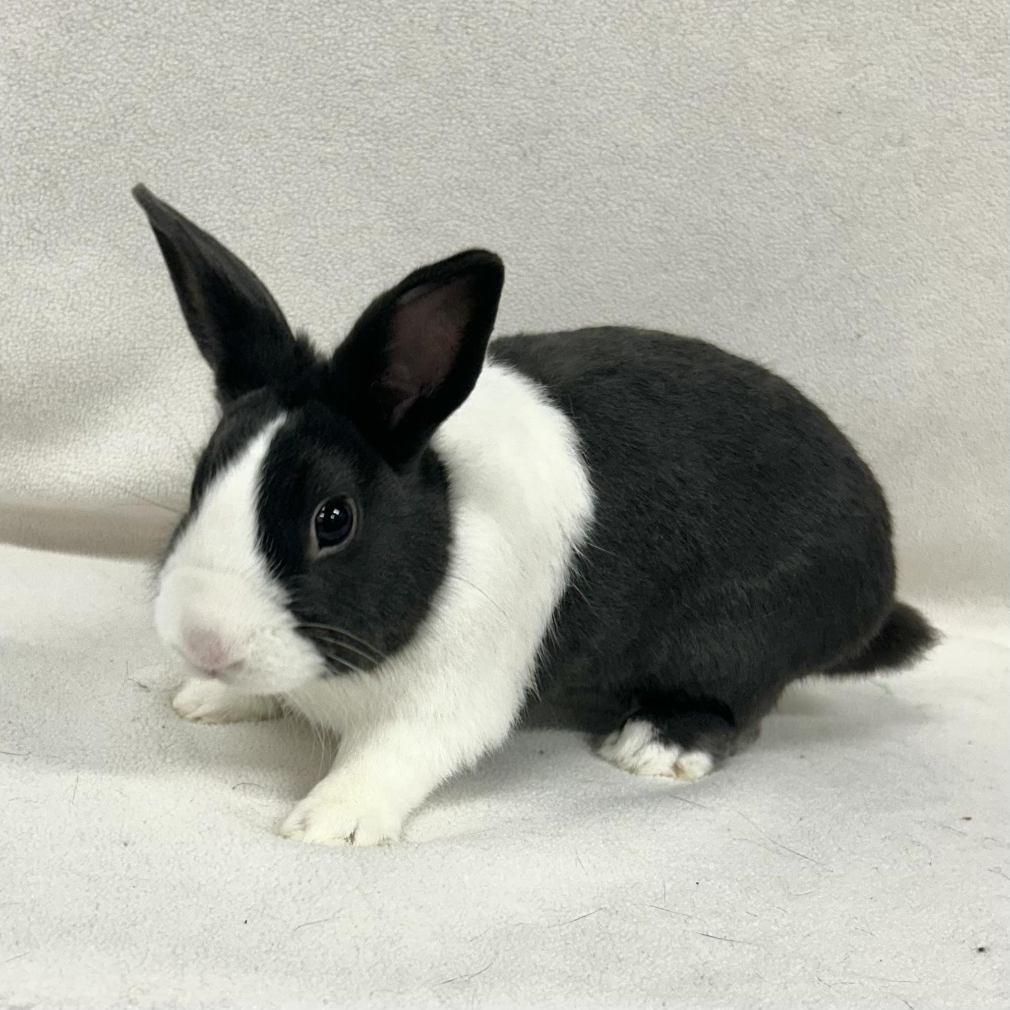 Colt, Adoptable, Young Male Dutch & Dwarf.
