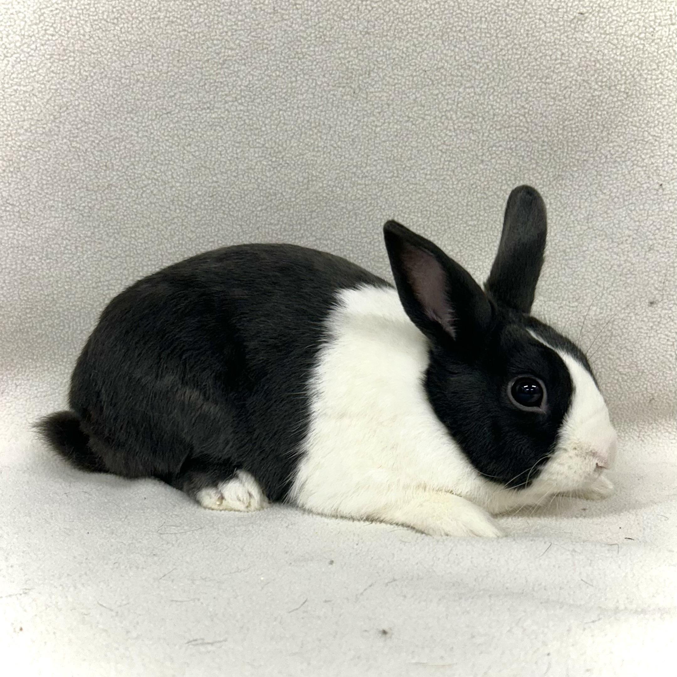 Enlarge Colt, a Adoptable mixed breed in Edgewood, MD image 6/6