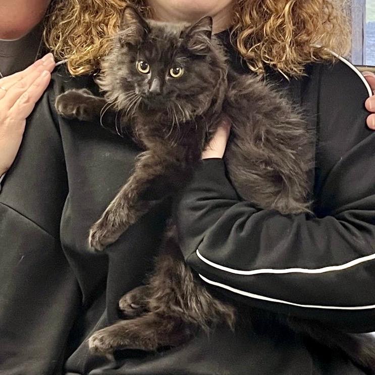 GLINDA, adopted, Kitten Female Domestic Long Hair.