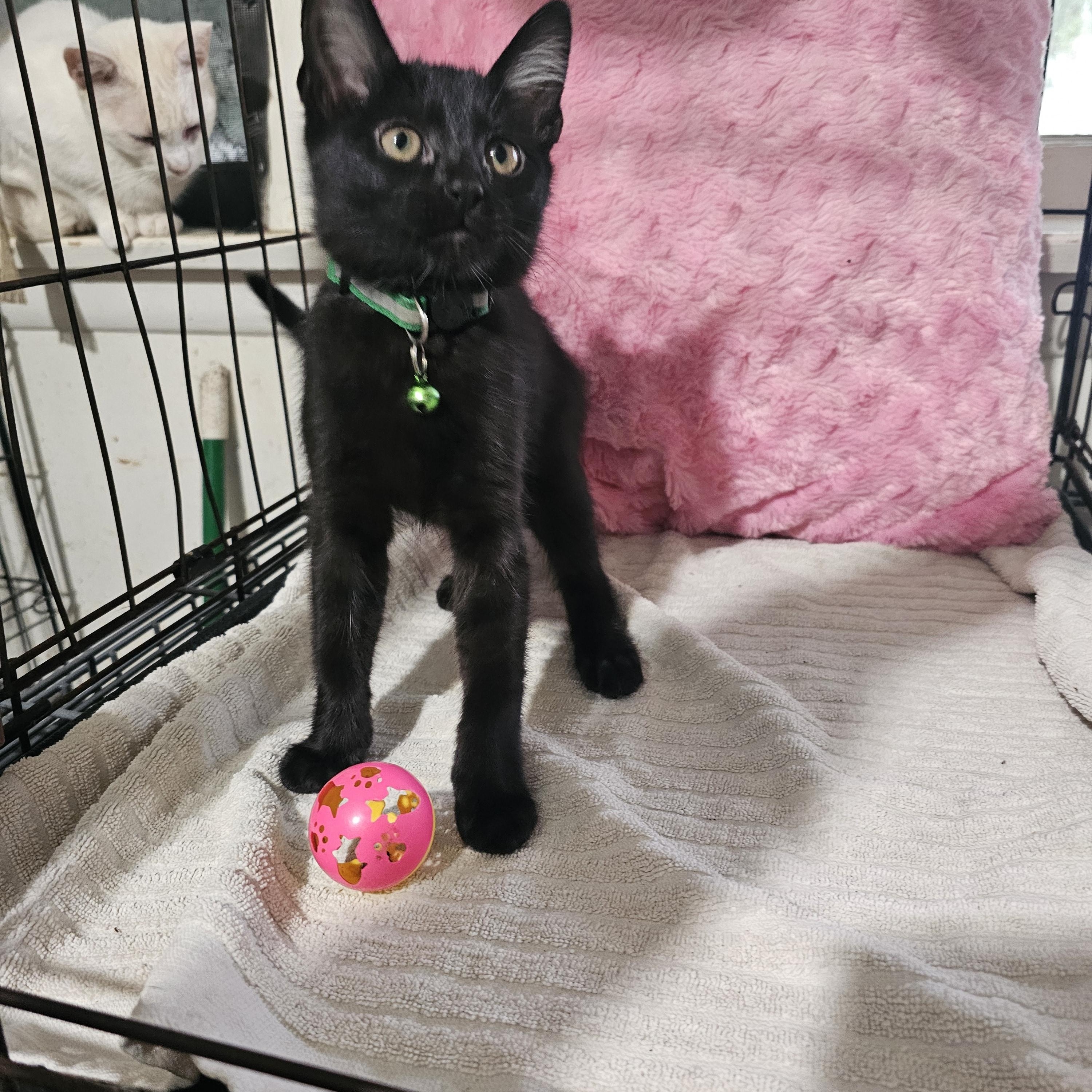Olivia, Adoptable, Kitten Female Domestic Short Hair.