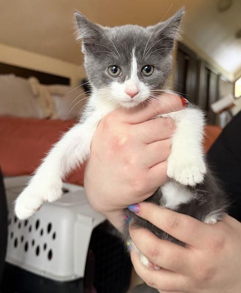 Garth, ADOPTABLE, Kitten Male Extra-Toes Cat / Hemingway Polydactyl.