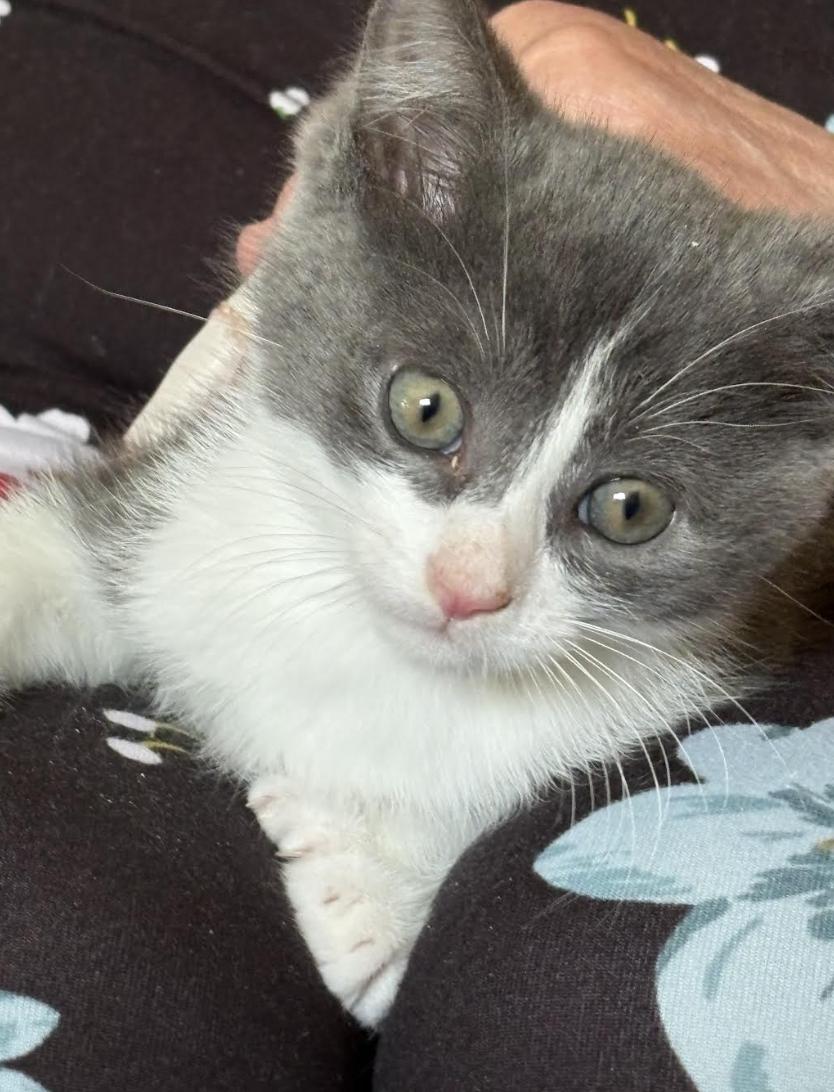 Garth, a ADOPTABLE Extra-Toes Cat / Hemingway Polydactyl in Columbus, OH image 5/6