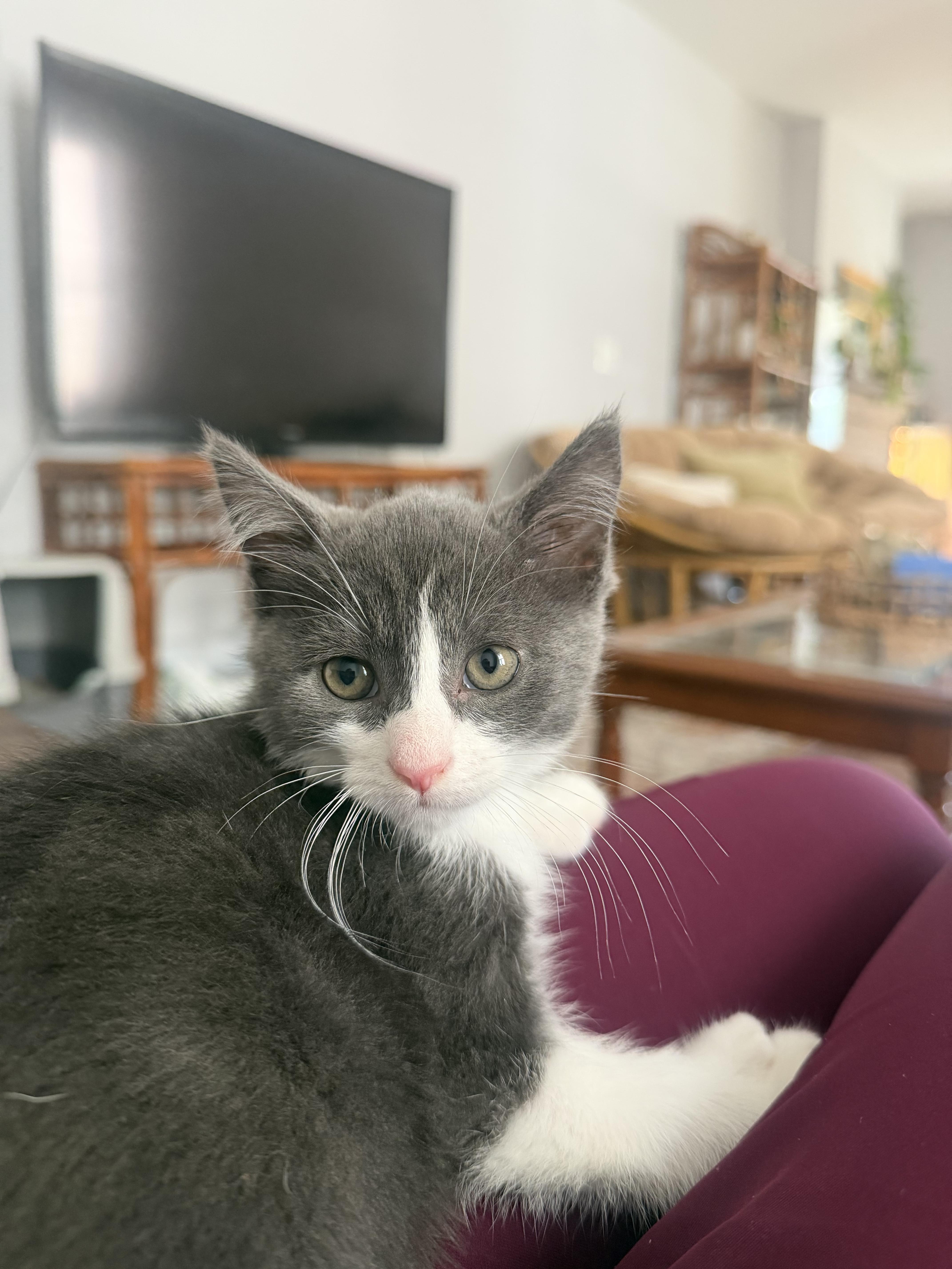 Garth, a ADOPTABLE Extra-Toes Cat / Hemingway Polydactyl in Columbus, OH image 2/6