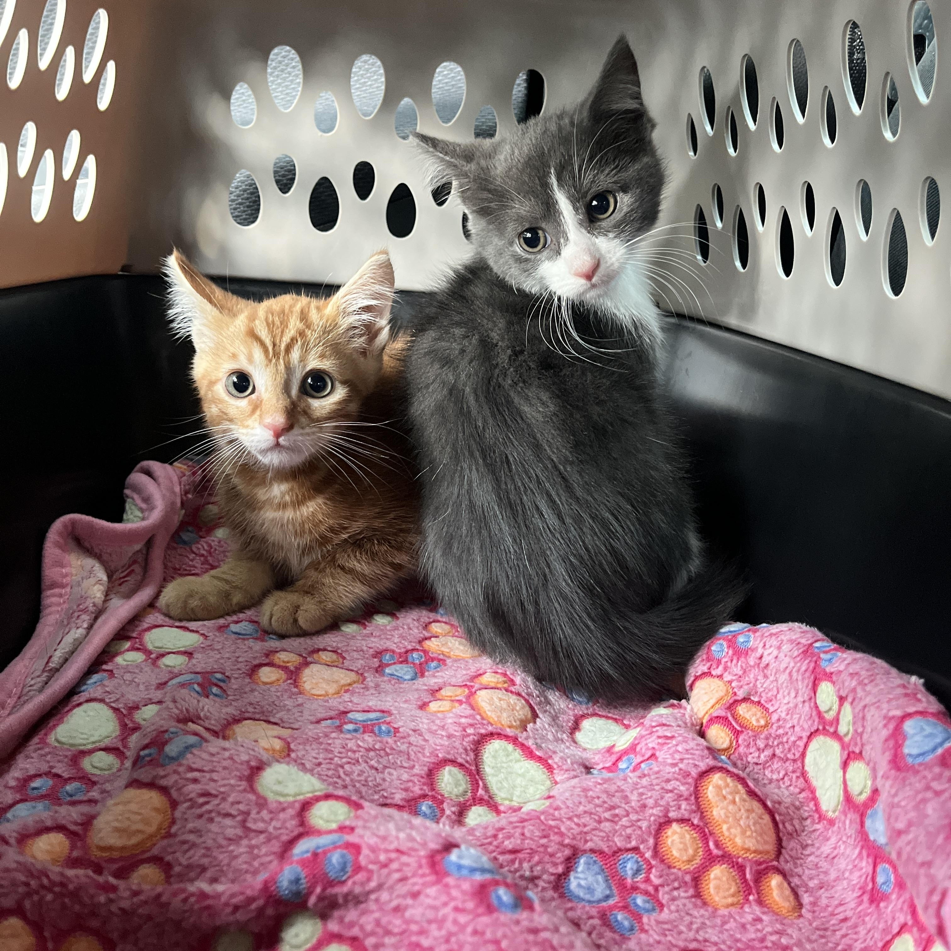 Garth, a ADOPTABLE Extra-Toes Cat / Hemingway Polydactyl in Columbus, OH image 3/6