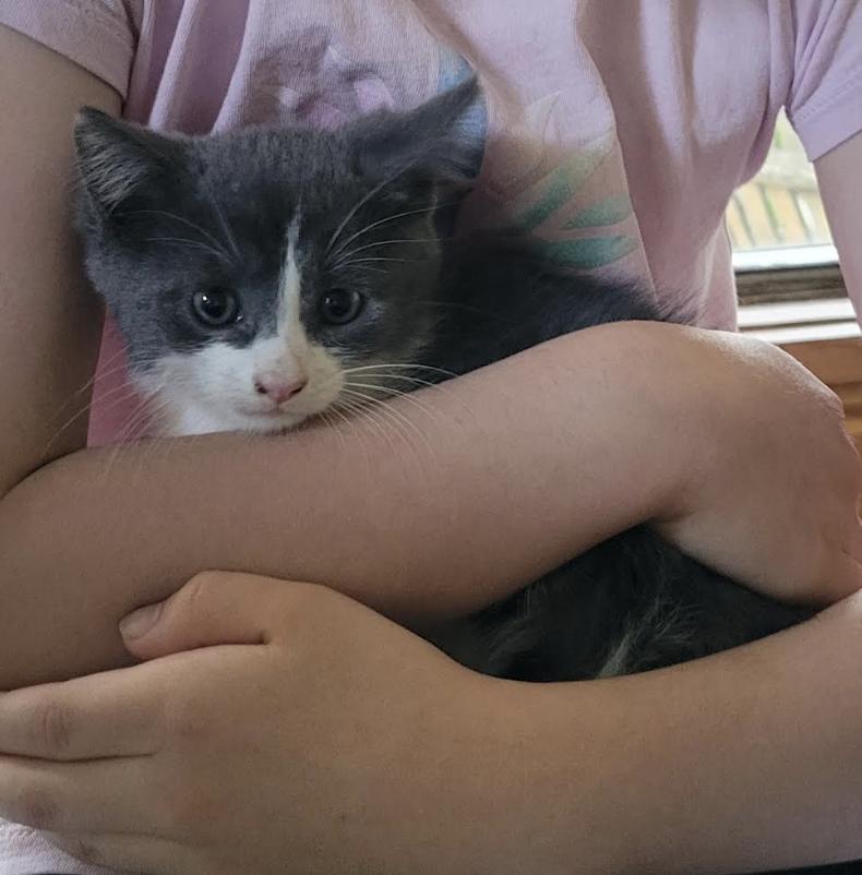 Garth, a ADOPTABLE Extra-Toes Cat / Hemingway Polydactyl in Columbus, OH image 6/6