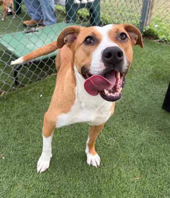 Enlarge EBONY, a Adoptable Mixed Breed in Columbia, SC image 1/1