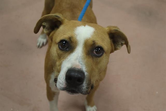 Enlarge EBONY, a Adoptable Mixed Breed in Columbia, SC image 1/1