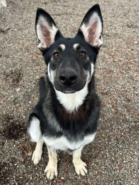 GLORY, Adoptable, Young Female German Shepherd Dog.