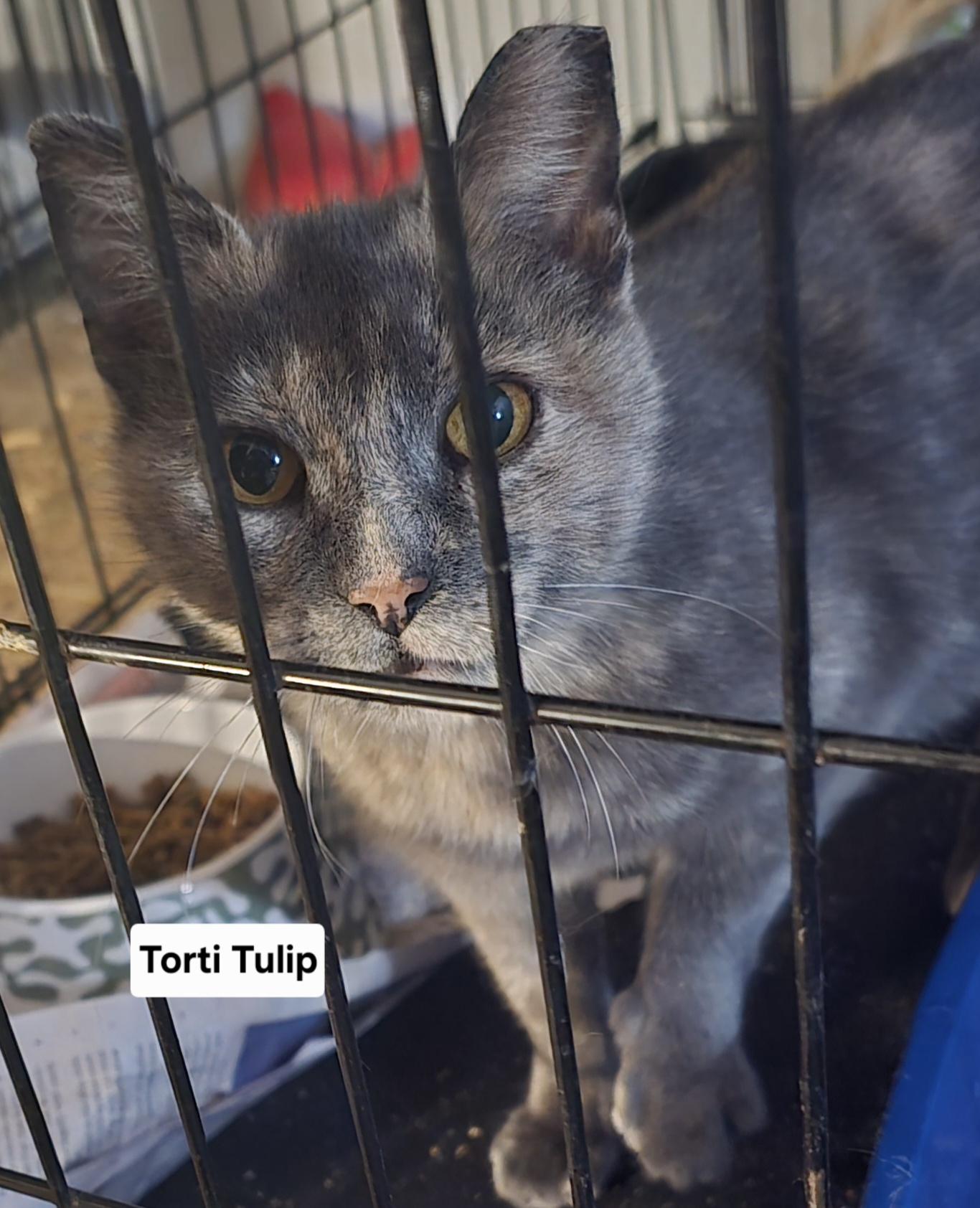 Enlarge Tulip, a ADOPTABLE Domestic Medium Hair in Eastlake, OH image 2/2