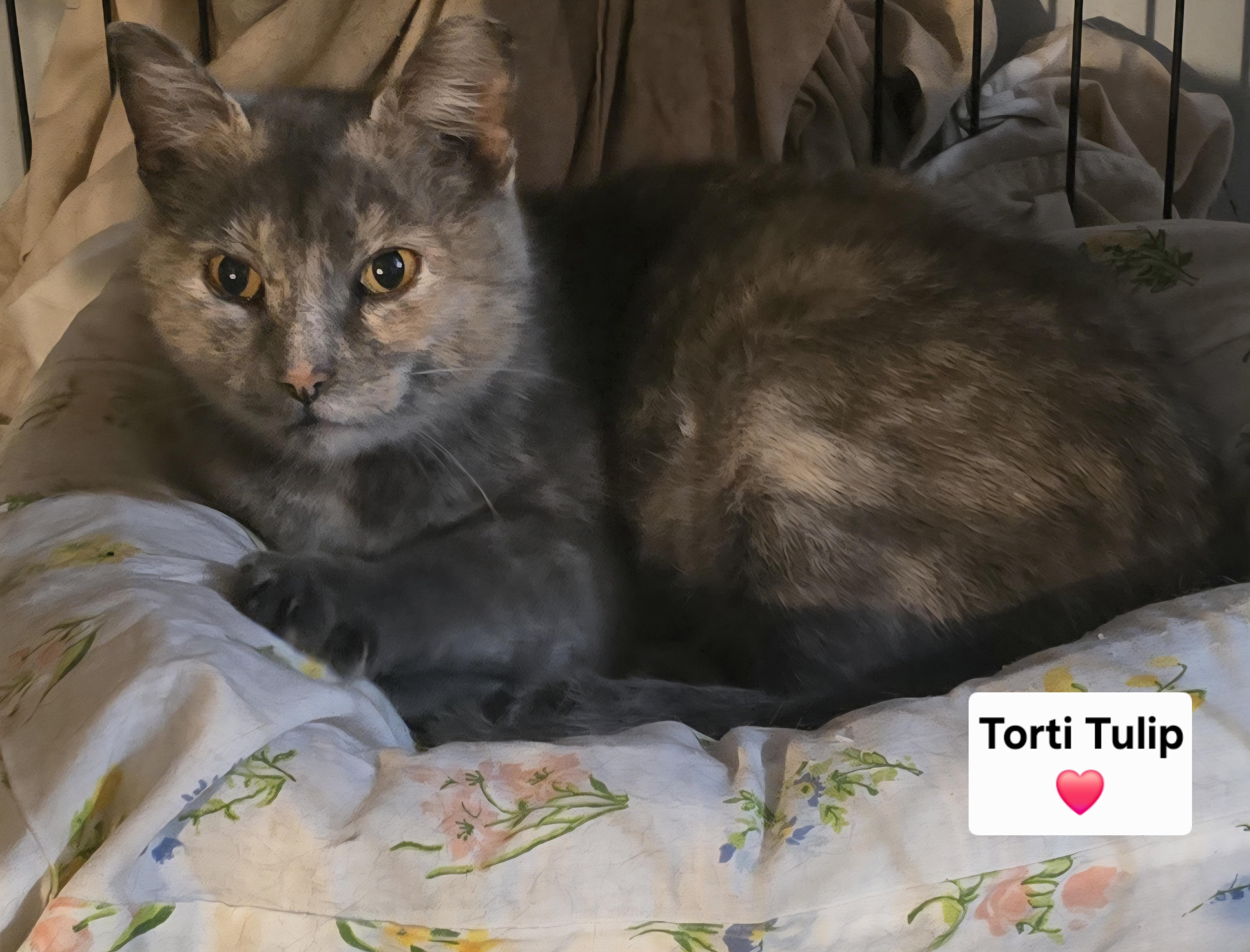 Tulip, ADOPTABLE, Young Female Domestic Medium Hair.