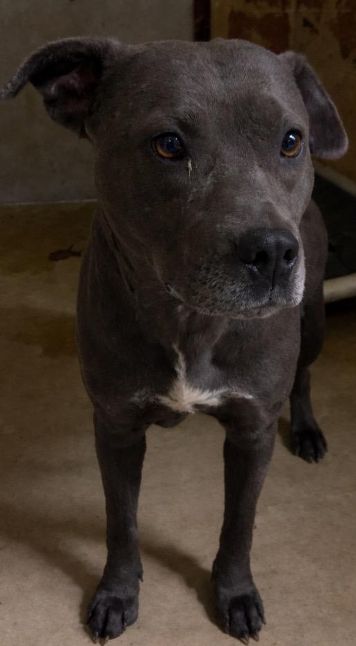 Enlarge Reily, a Adoptable Pit Bull Terrier in Swainsboro, GA image 1/1