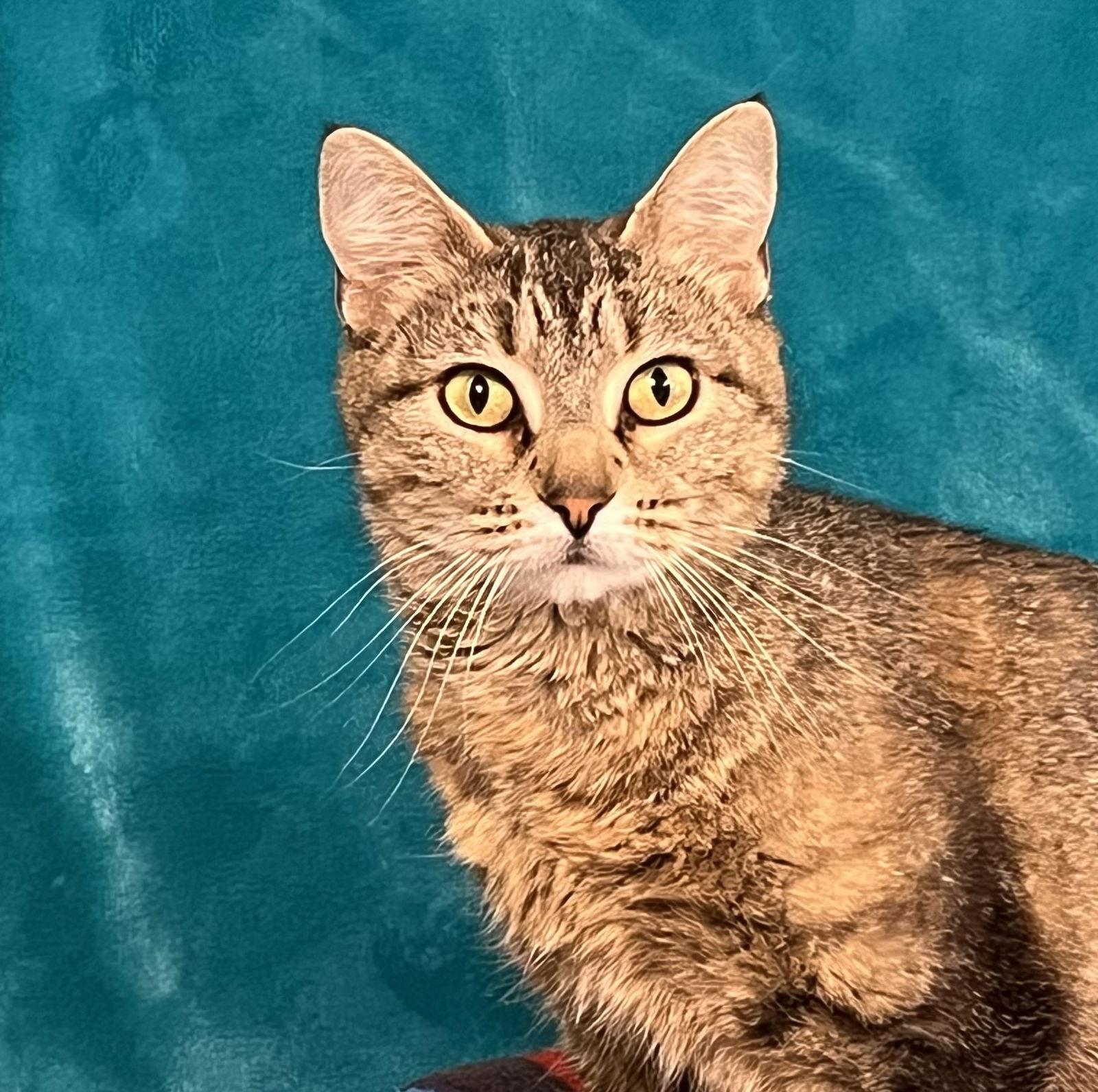 Padmé, Adoptable, Adult Female Domestic Short Hair.