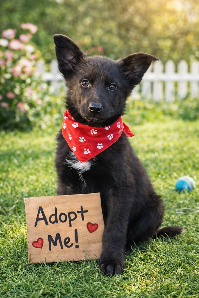 Bronco, a Adopted mixed breed in Oakland, MI image 1/2