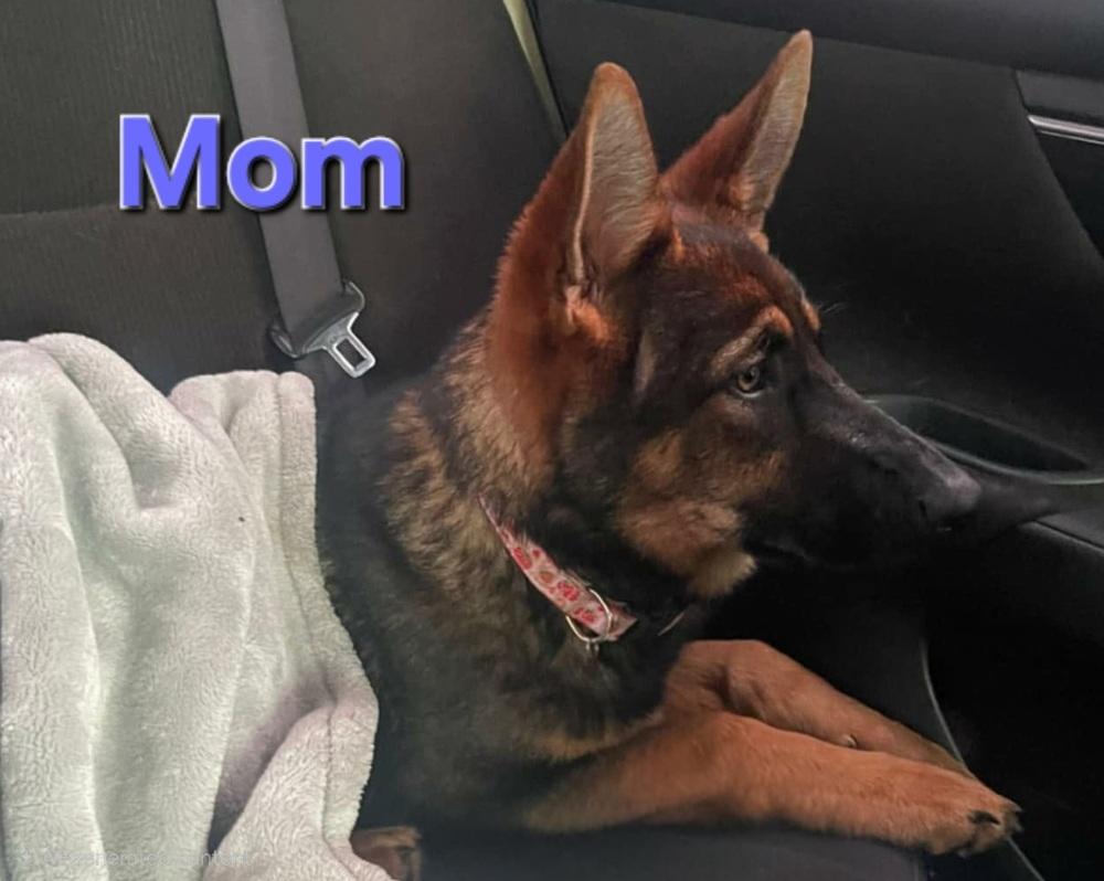 Bronco, a Adopted mixed breed in Oakland, MI image 2/2