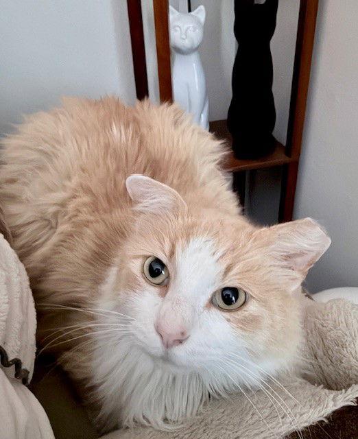 Enlarge Blaze, a Adoptable Domestic Long Hair in Prosper, TX image 1/2