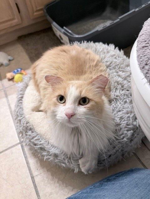 Enlarge Blaze, a Adoptable Domestic Long Hair in Prosper, TX image 2/2