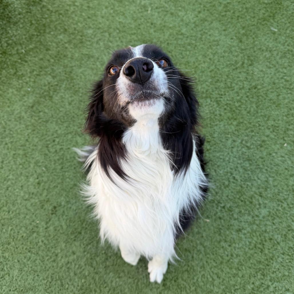Wrangler, Adoptable, Adult Male Border Collie & Mixed Breed.