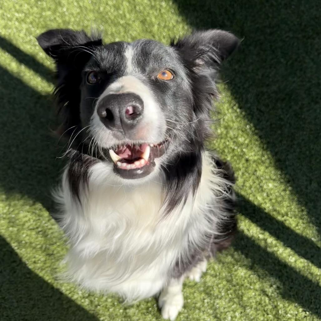 Enlarge Wrangler, a Adoptable mixed breed in Cody, WY image 2/5