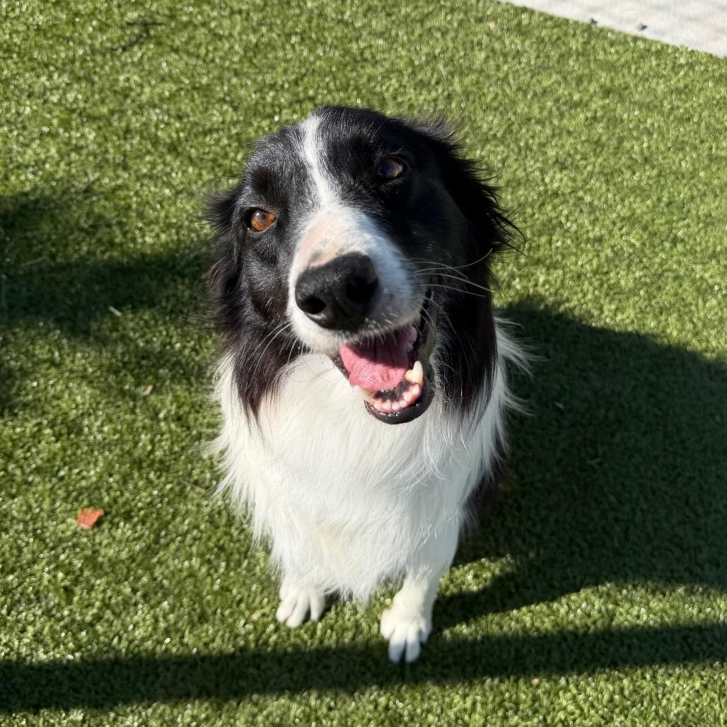 Enlarge Wrangler, a Adoptable mixed breed in Cody, WY image 5/5