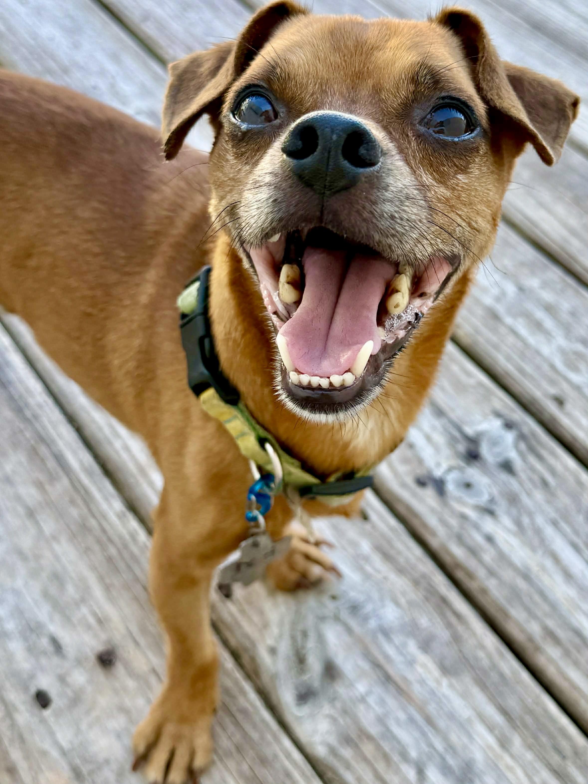 Enlarge Desi, a ADOPTABLE mixed breed in Brookfield, WI image 1/2